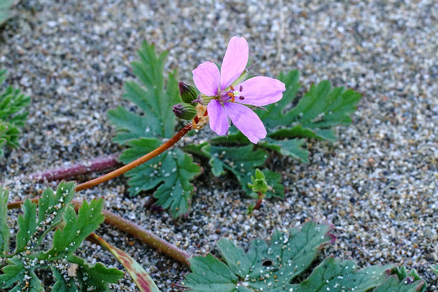 Erodium laciniatum / Becco di gr laciniato